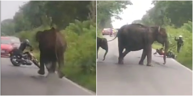 The young man miraculous escape from wild elephants gone viral watch video