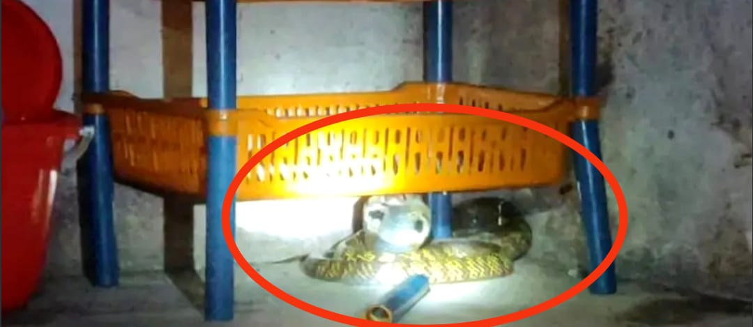 six feet cobra found in Three story building 