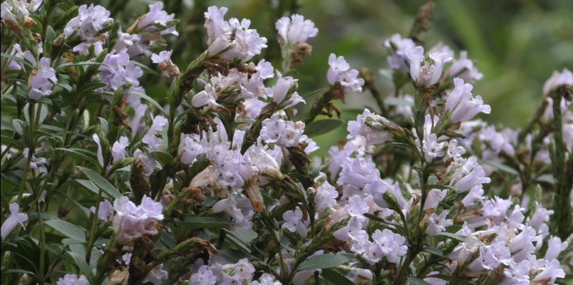 Neelakurinji bloomed at Chathurangapara in Idukki