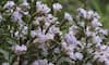 Neelakurinji bloomed at Chathurangapara in Idukki