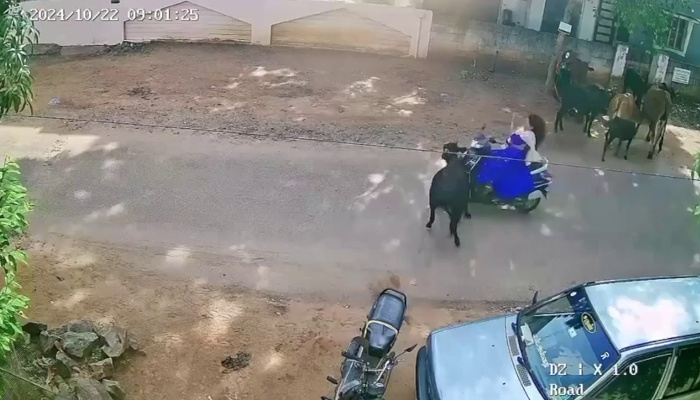 cow hit scooter, college student suffers erious injury