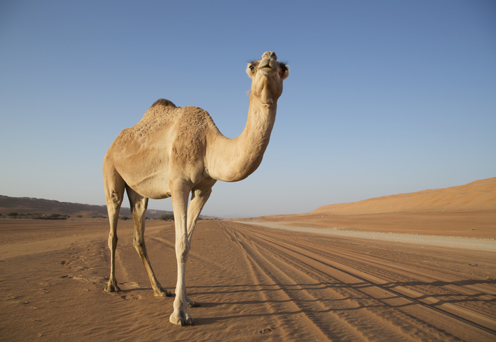 Tourists in Dubai order camel ride via Uber after getting 'lost in the desert'; WATCH hilarious viral video snt