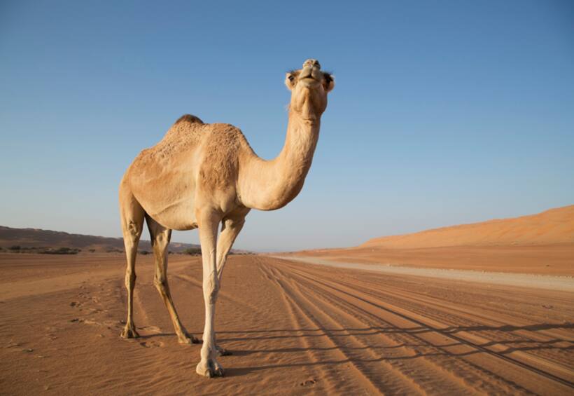 Tourists in Dubai order camel ride via Uber after getting 'lost in the desert'; WATCH hilarious viral video
