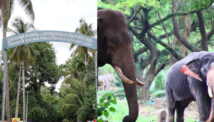 mahout attacked by elephant in guruvayoor elephant camp injured 