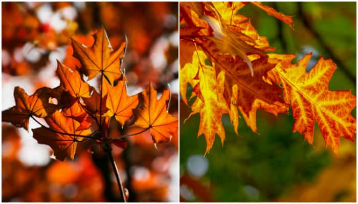 Autumn Why leaves change colour during Fall? Know here ATG