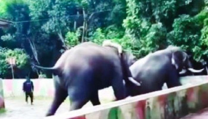 Fight again among the Dasara elephants at Dubare Elephant Camp at  Kushalnagar in Kodagu grg 