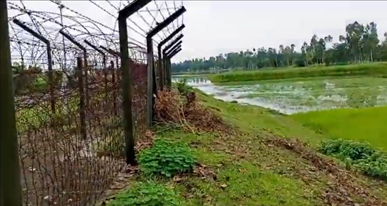 Bangladesh man sneaks into India via jute field, records it; sparks border-security concern (WATCH) shk