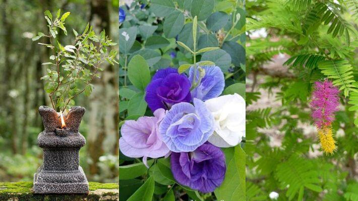 lucky plants that brings money and prosperity as per vastu