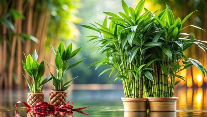 Attract wealth and prosperity with THESE auspicious plants for Dhanteras NTI