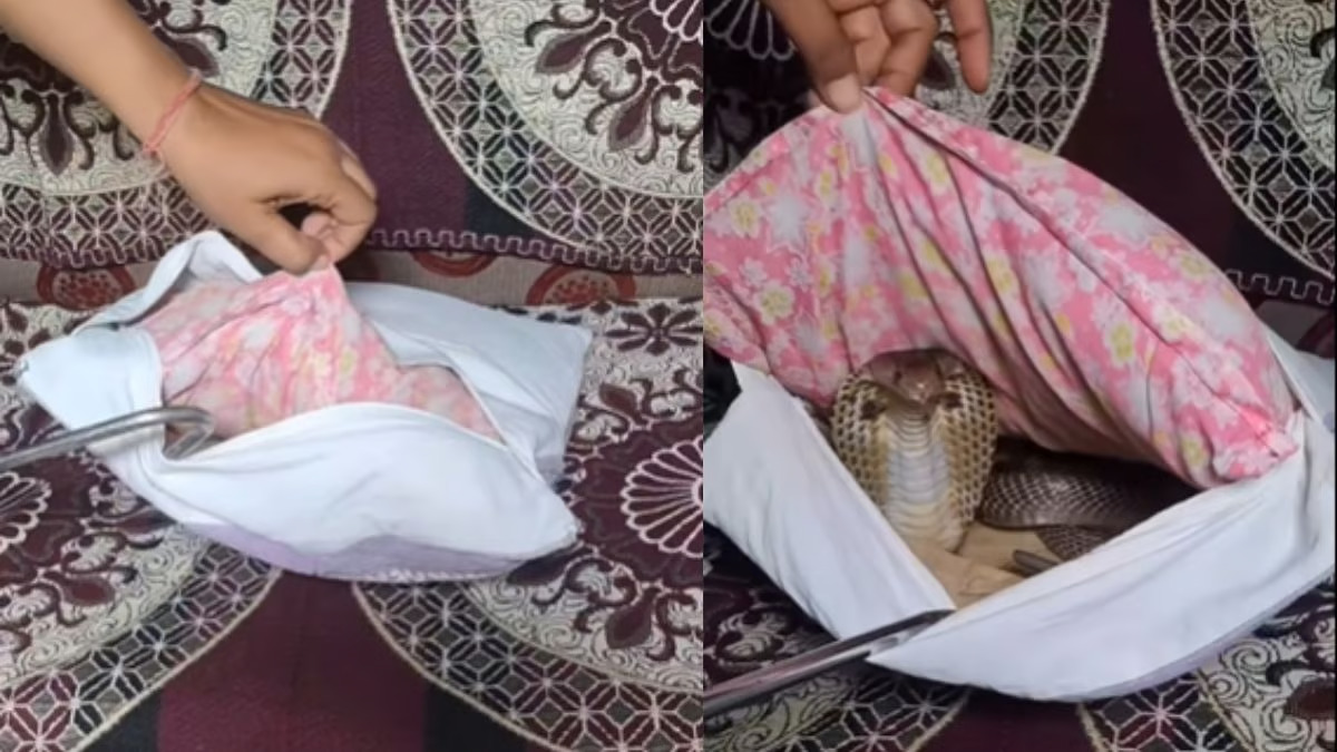 Goosebumps guaranteed! Woman finds cobra hiding inside cushion pillow; WATCH chilling video shk