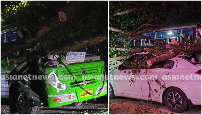 three injured after tree fell down on vehicle in kollam 