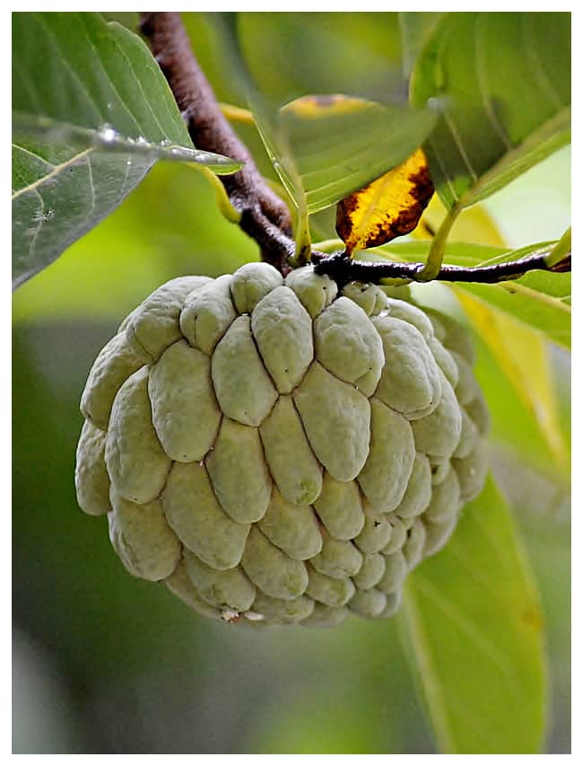 surprising health benefits of custard apple sitaphal