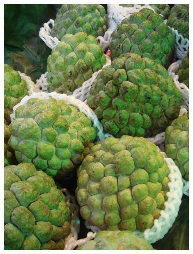 incredible health benefits of custard apple in tamil mks