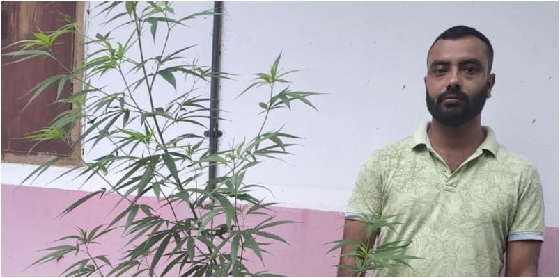 case filed against a young man who cultivated ganja plants at home in Thiruvananthapuram