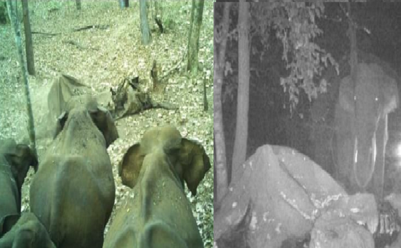 17 Wild Elephants Pay Their Last Respects to a Deathed Wild Elephant At Chikkamagaluru gvd