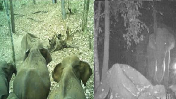 17 Wild Elephants Pay Their Last Respects to a Deathed Wild Elephant At Chikkamagaluru gvd