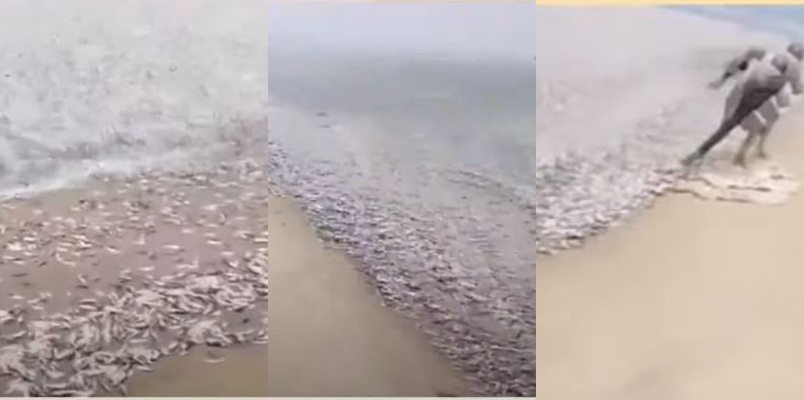 sardine fish chakara in thrissur thaha beach video goes viral in social media