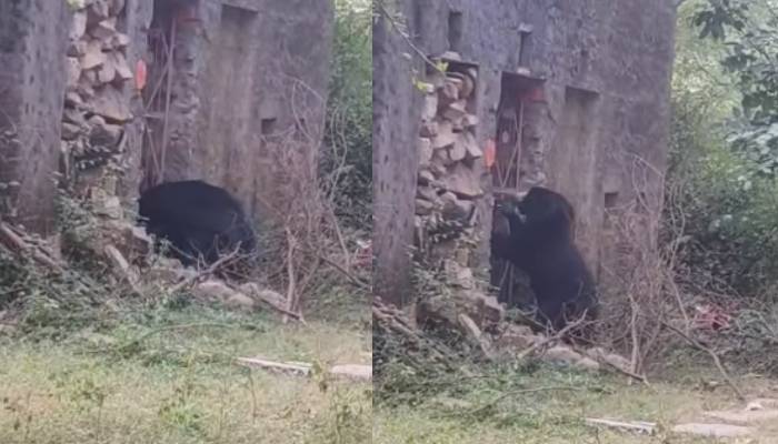 Sloth Bear trying to open gate of ancient temple in Ranthambore video 