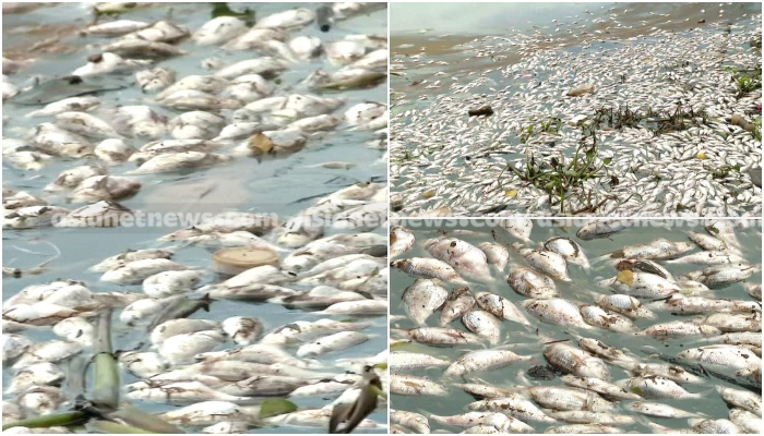 fish death in ashtamudi lake