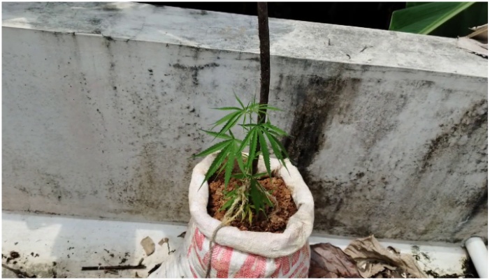 Ganja plants found cultivating in bags over the terrace of house where migrant workers used to stay