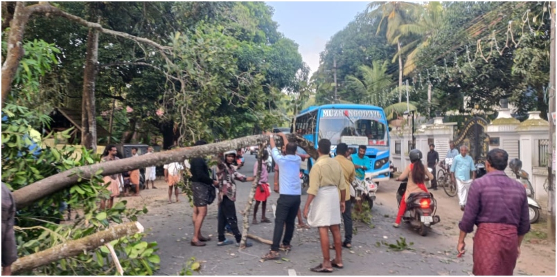 Street vendor injured after Tree fell onto the road in Mannar