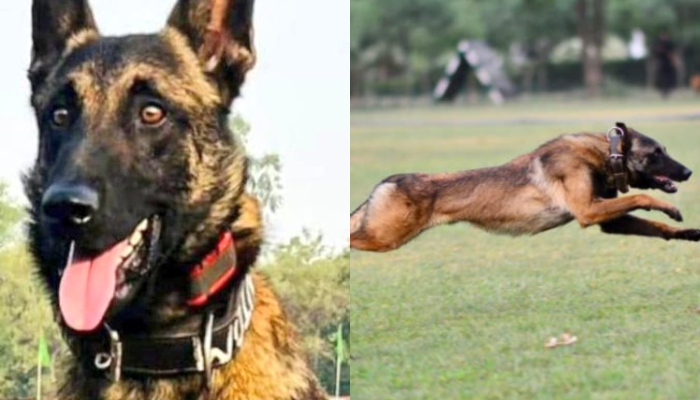 Indian Army dog 'Phantom' dies in action during anti-terror operation in Jammu and Kashmir's Akhnoor anr