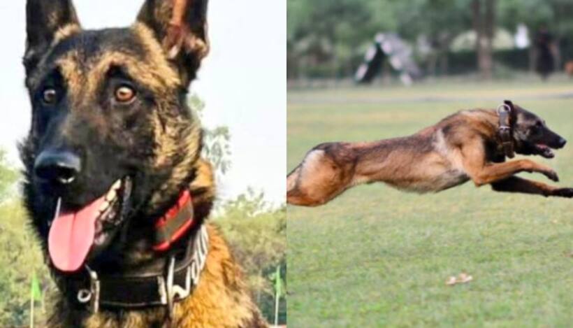 Indian Army dog 'Phantom' dies in action during anti terror operation in J K's Akhnoor