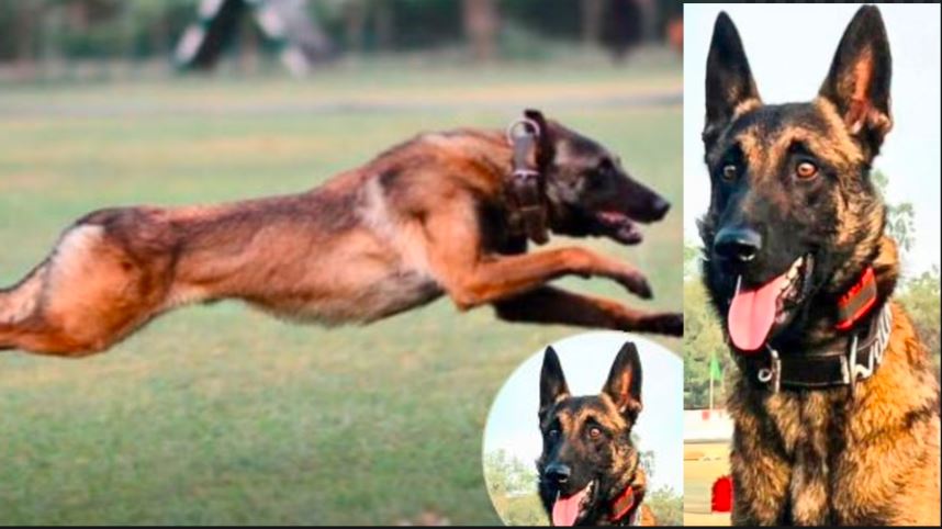 Army dog Phantom Martyrdom in a gun battle with terrorists in Jammu