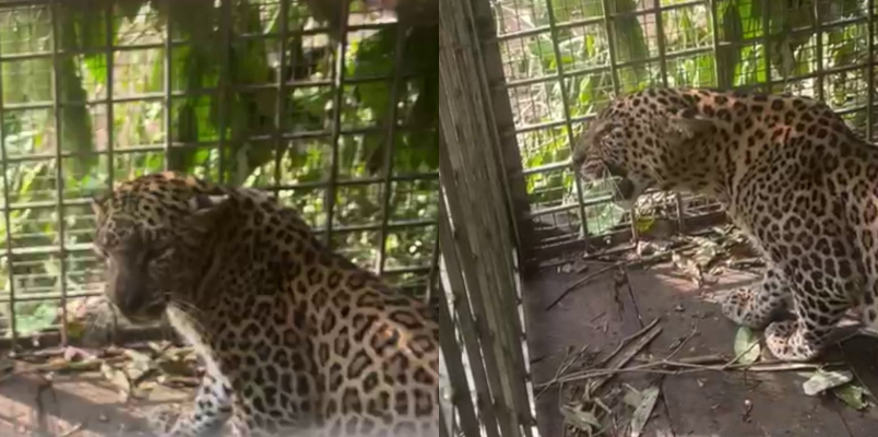 leopard caught in forest department cage trap in pathanamthitta