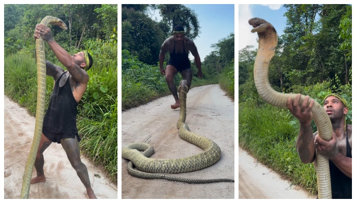 Video of a young man trying to kiss a giant king cobra goes viral 