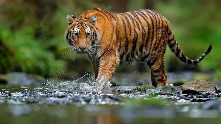 Jim Corbett National Park: Unforgettable winter safari experiences await you NTI