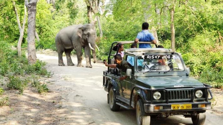 Jim Corbett National Park: Unforgettable winter safari experiences await you NTI