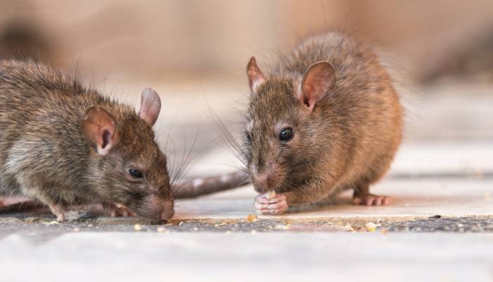 Bushwick site located on Starr Street NYC apartment three lakh rent tenants tired of rats 