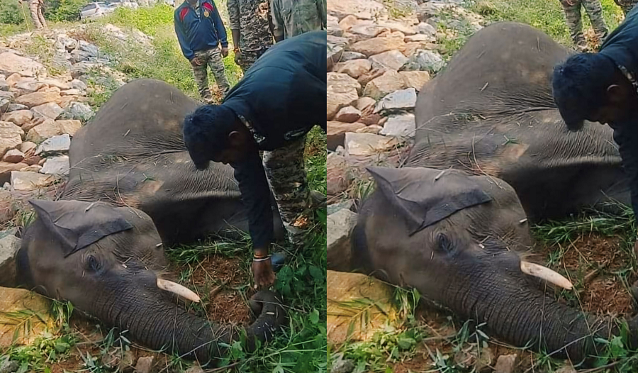 Stomach Infection Heart Attack Death of Wild Elephant gvd