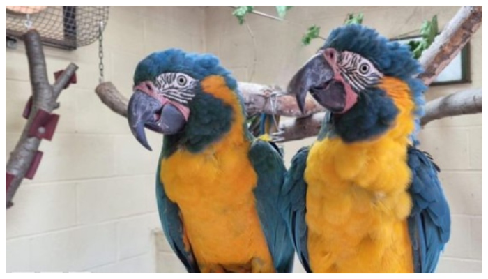 Macau parrots that flew away from the London Zoo were captured from a distance of 100 km 