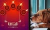 7 tips on how to make Diwali celebrations safer for your furry friends