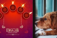 7 tips on how to make Diwali celebrations safer for your furry friends iwh