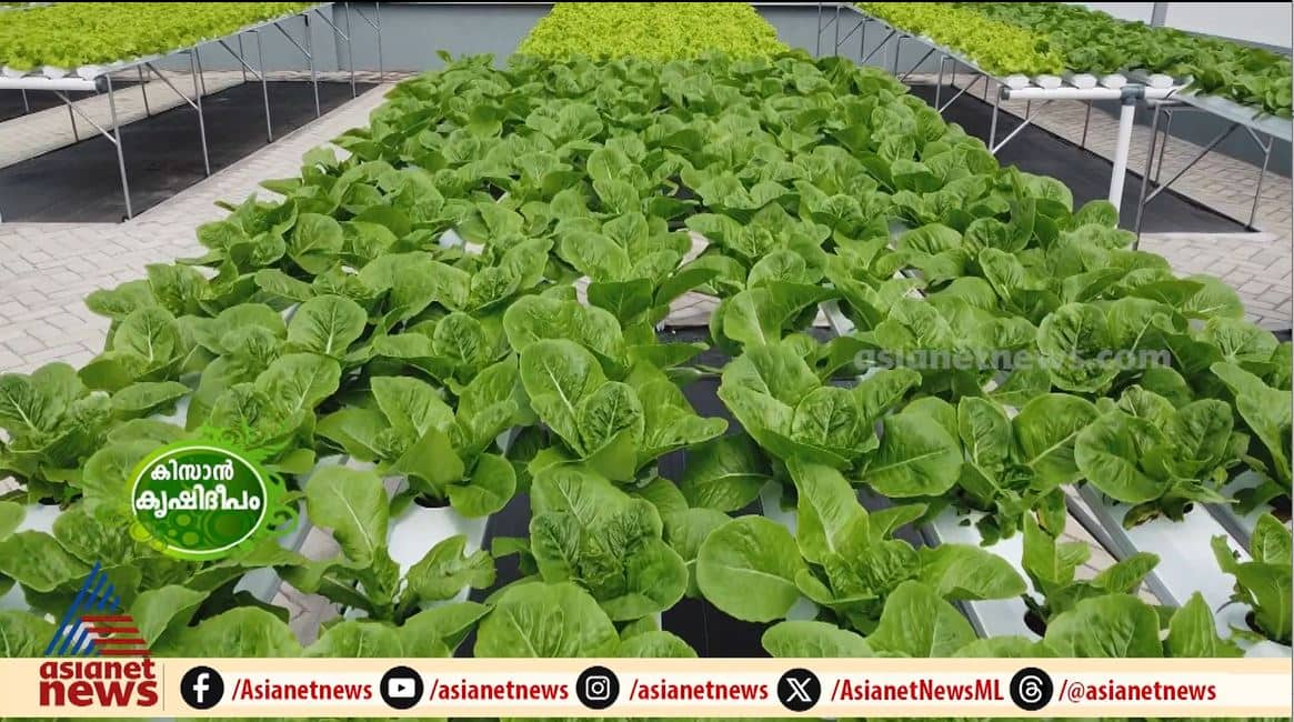 Can be cultivated in water without soil; Through the hydroponics method of cultivation