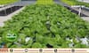 Can be cultivated in water without soil; Through the hydroponics method of cultivation