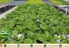 Can be cultivated in water without soil; Through the hydroponics method of cultivation