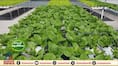 Can be cultivated in water without soil; Through the hydroponics method of cultivation