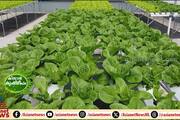 Can be cultivated in water without soil; Through the hydroponics method of cultivation