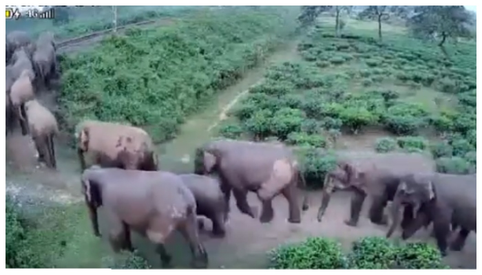 video of Around 50 elephants crossed the railway track has gone viral in social media 