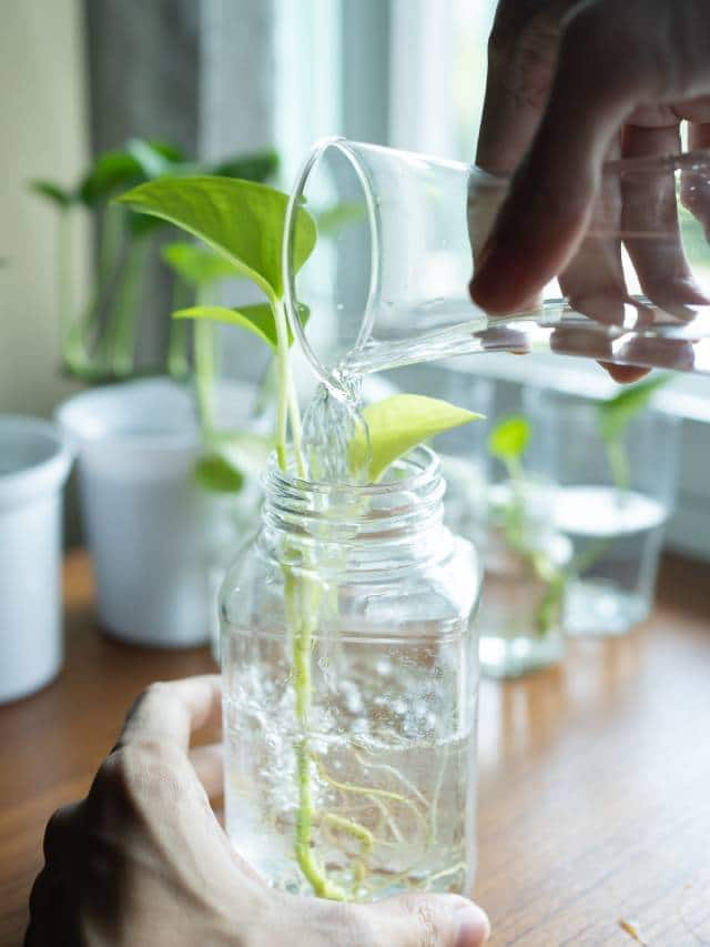 indoor plants in glass bottle how to care 