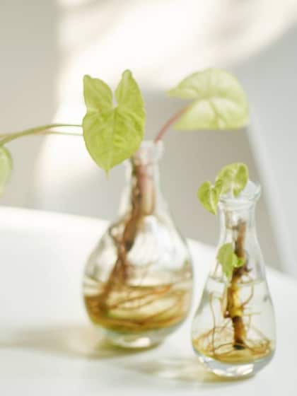 Plants