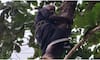 middle aged man climbed a tree and threatened to commit suicide fire force brought him down in Thodupuzha