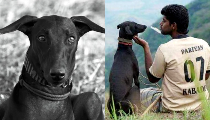 karuppi the dog in Pariyerum Perumal movie is no more