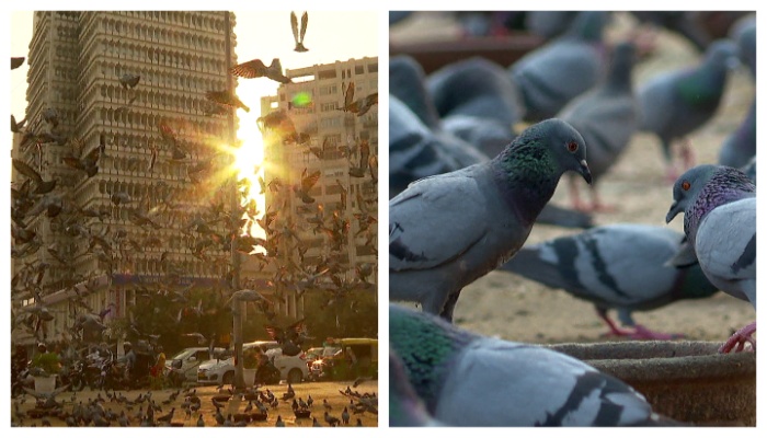 Pigeon feeding centers will close at delhi 