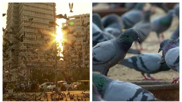 Pigeon feeding centers will close at delhi 