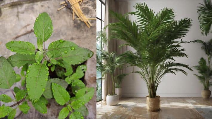 Vastu Plants for Kids Room Focus and Calm Mind  gow